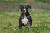 AMSTAFF  PUPPIES 235